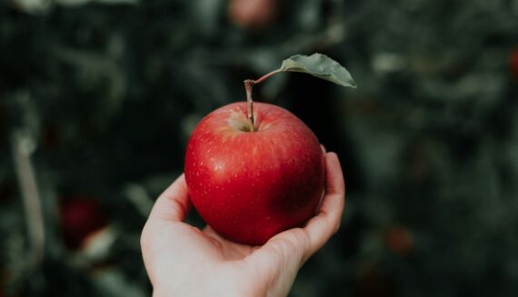 Canadian apple growers experiment with new varieties amid China's apple juice market dominance