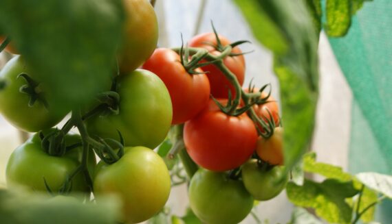 COVID-19 accelerating digital revolution in agriculture – smart farming and automation