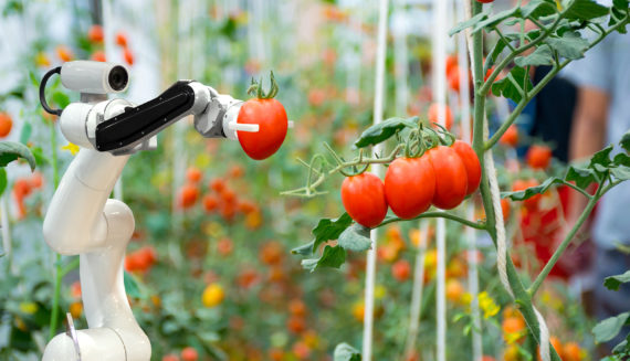 Tomato harvesting robot